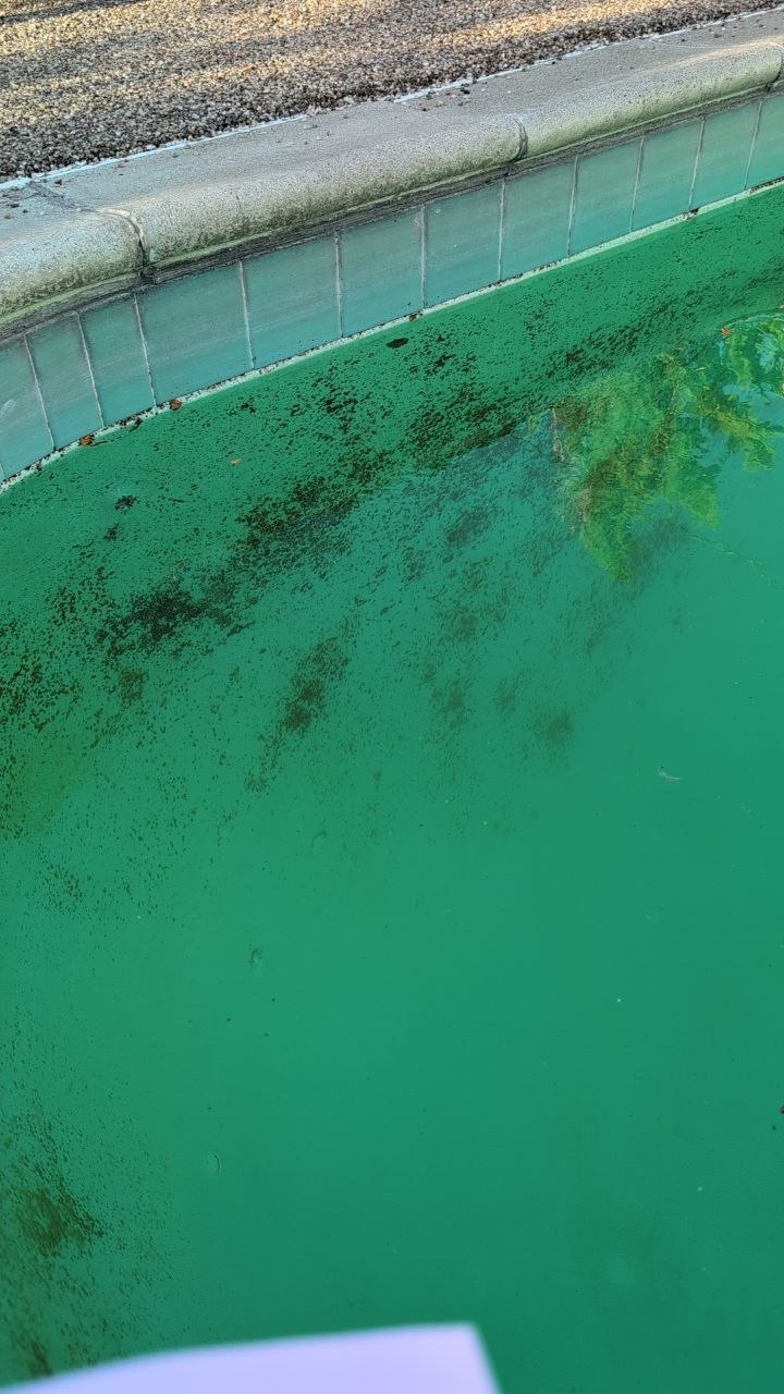 260819_PoolAlgae.jpg220